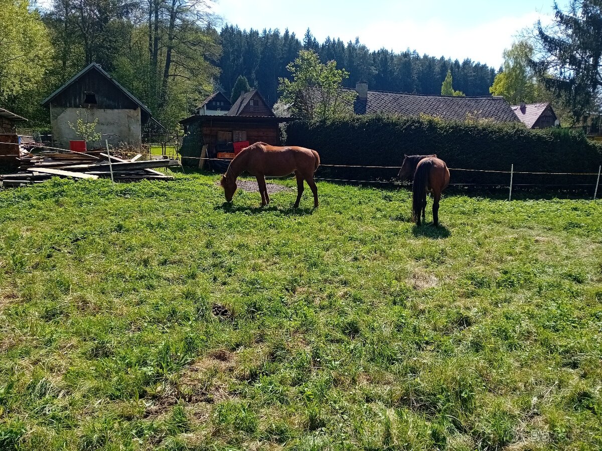 🐴 Ustájení mladých hřebečků a hříbat