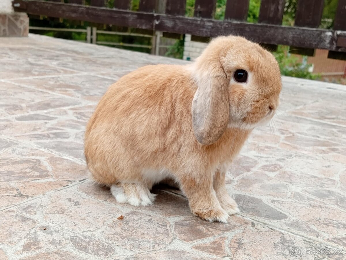 Volný Sameček - Anglický Zakrslý Beránek MiniLop🍑🧡🤍