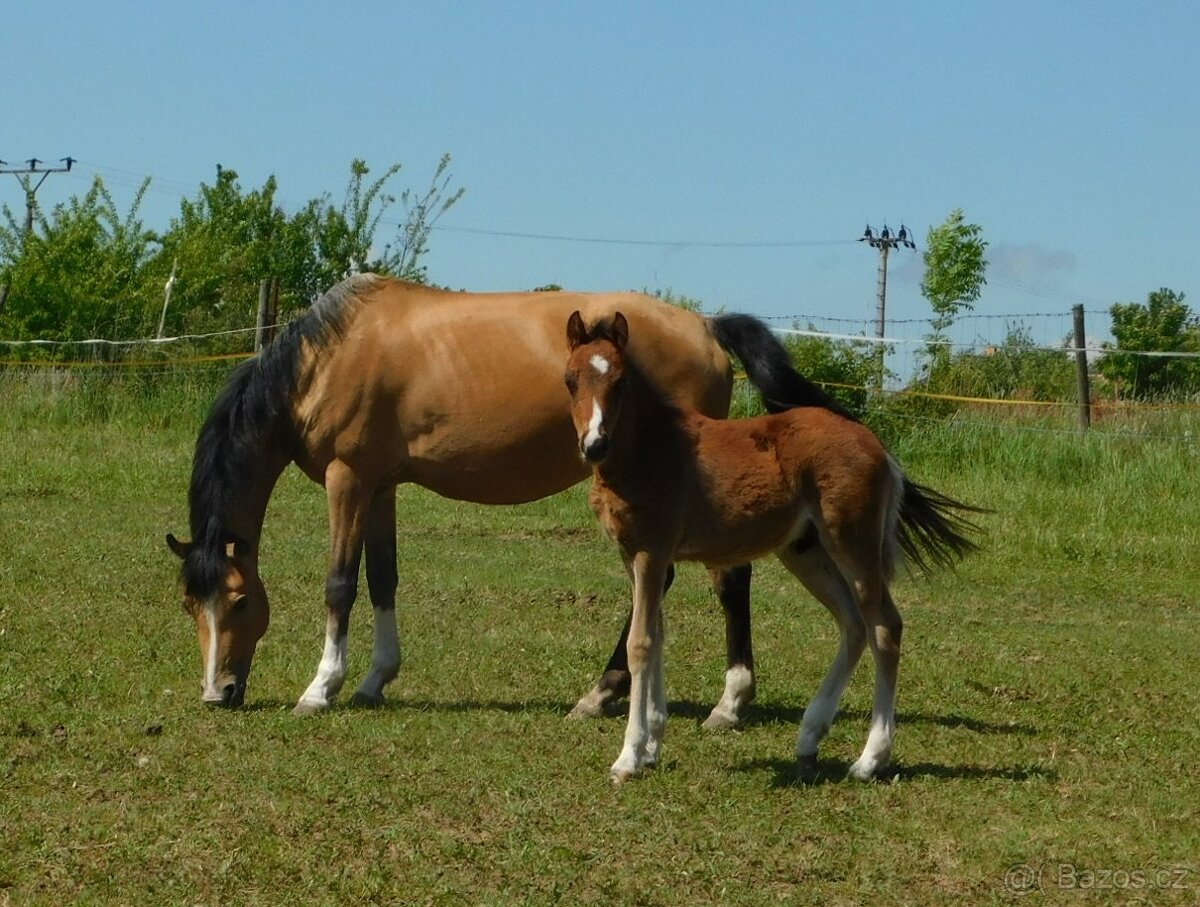 letošní hřebeček pony