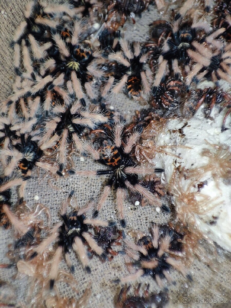 Mláďata sklípkanů Chromatopelma cyanepubescens