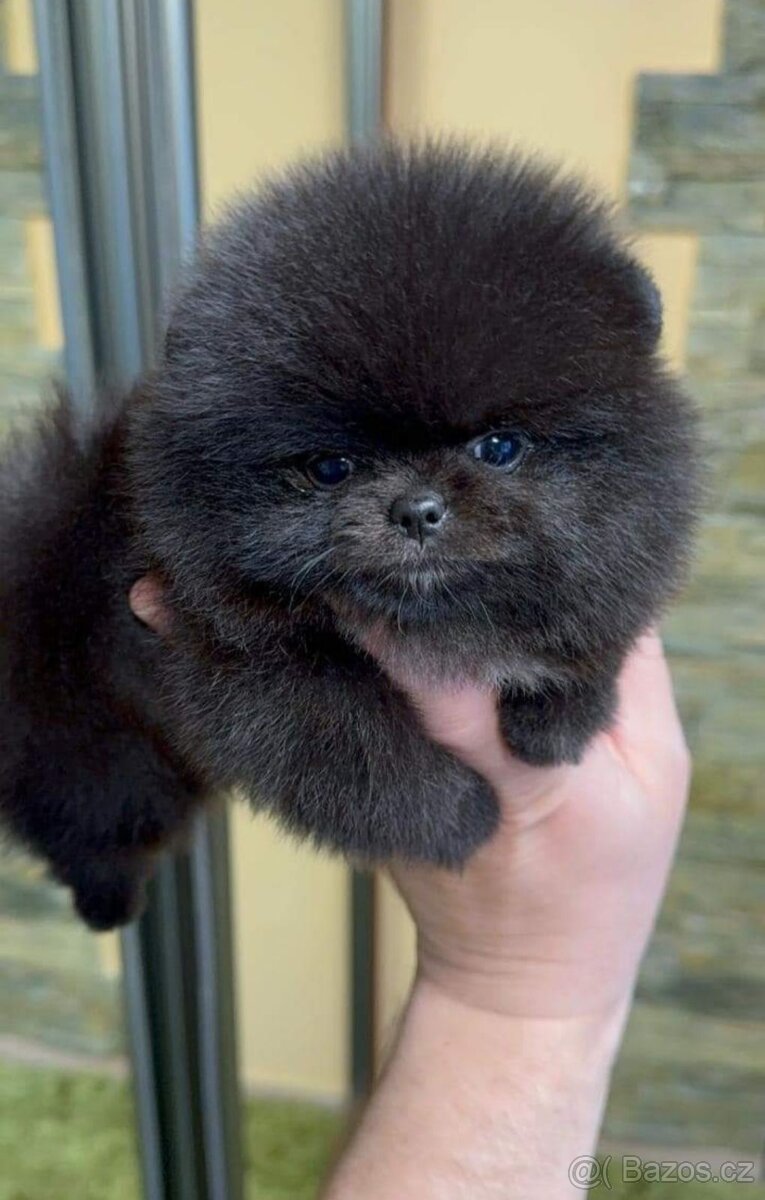 Pomeranian black