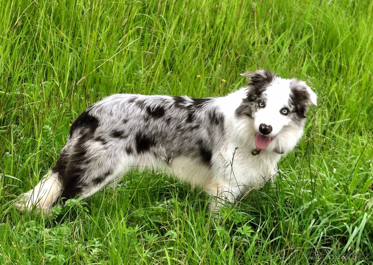 Prodám patnáctimesicniho blue merle pejska border collie s P