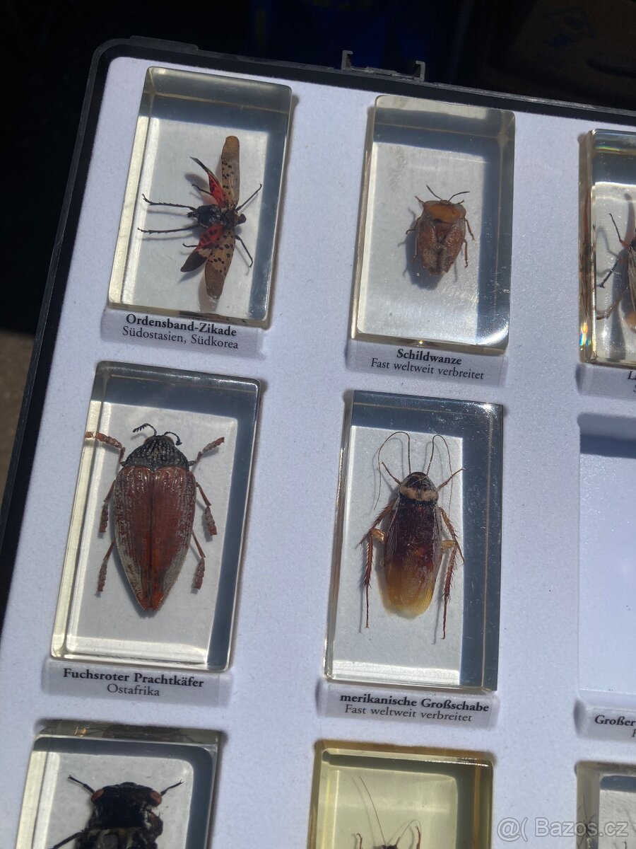 Brouci hmyz entomologie těžítka bezobratlí v pryskyřici epox