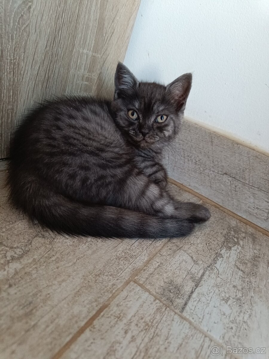 Koťátka