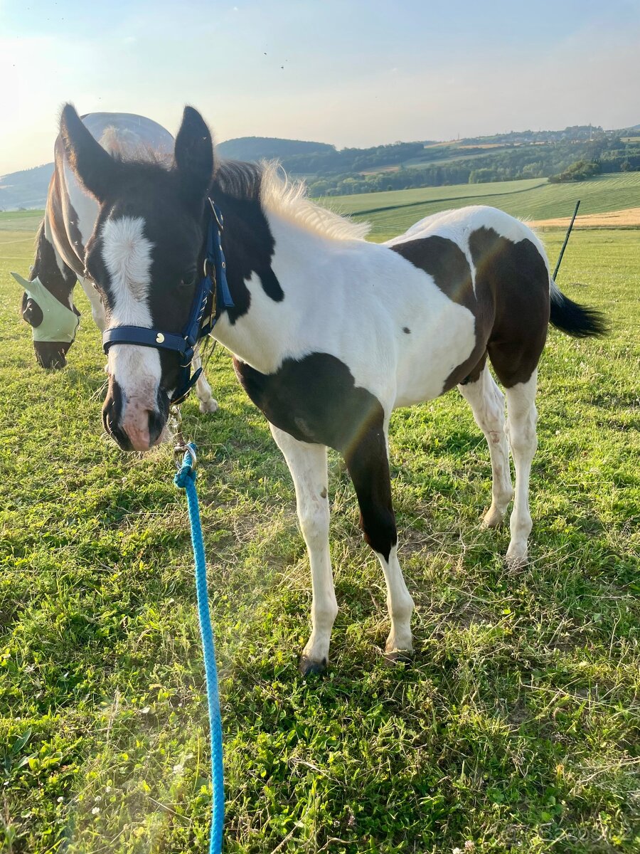 Líbivý Paint Horse hřebeček, APH