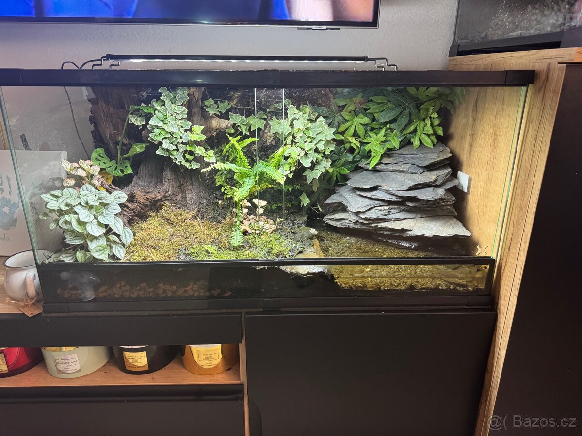Prodam terarium na pralesnicky