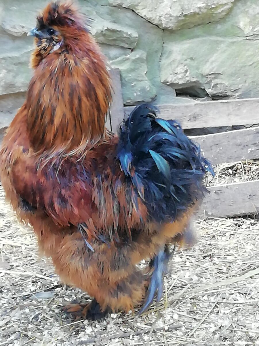 Hedvábnička velká vousatá