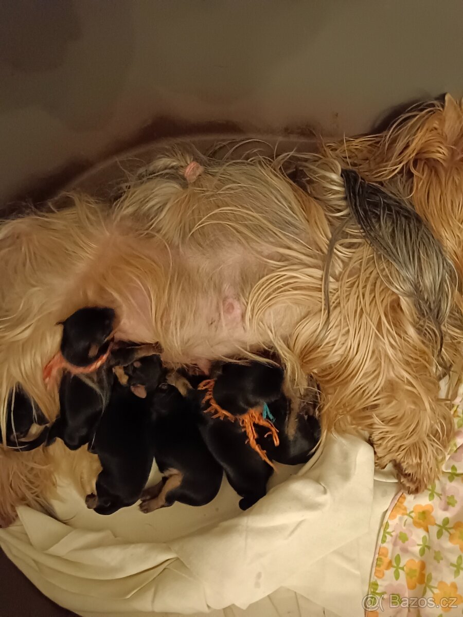 Yorkshirský teriér, štěňata s pp