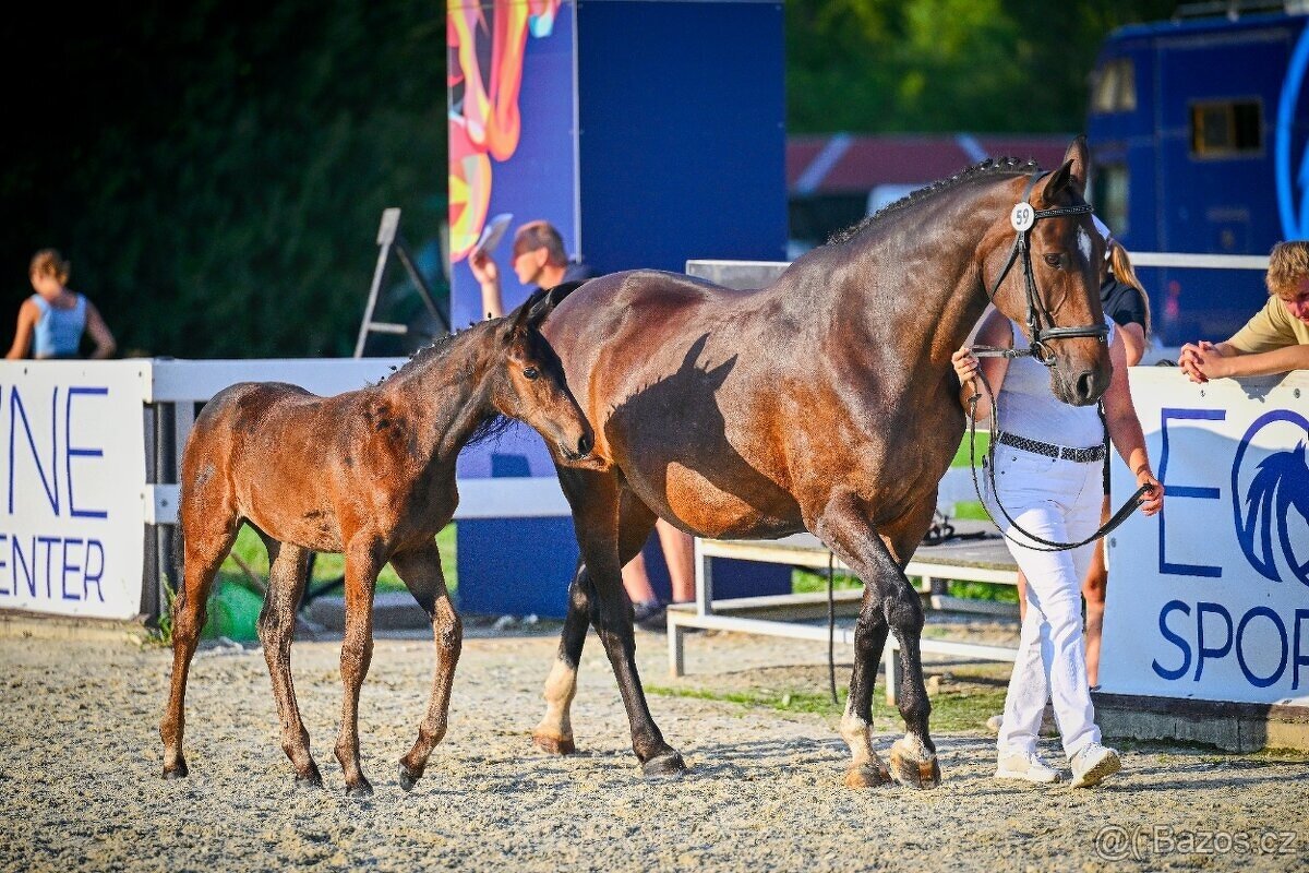 Kvalitní březí chovná klisna