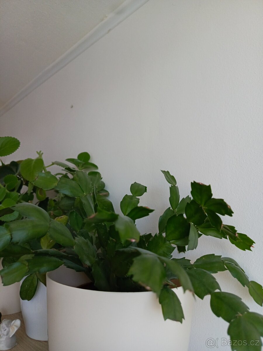 Pokojové rostliny