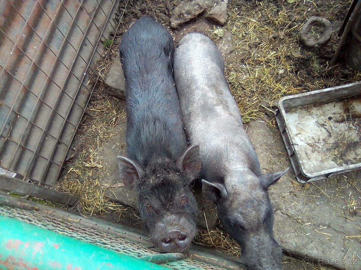 Prase nebo selata na gril. Jen volat.