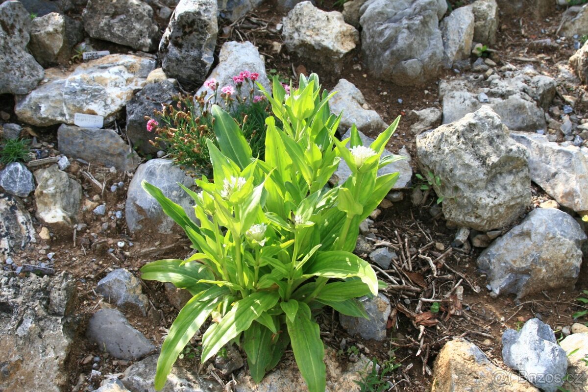Hořec Tibetský-Gentiana tibetica 500 semen 50 Kč
