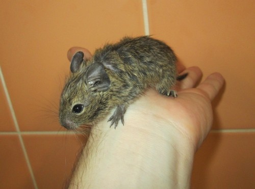 Osmák Degu - mláďata