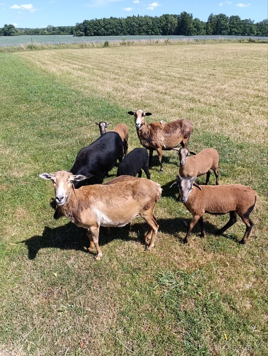 Ovce kamerunské