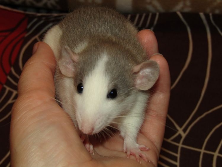 Dumbo, rex, obláčkový efekt - potkánci s výpisem předků