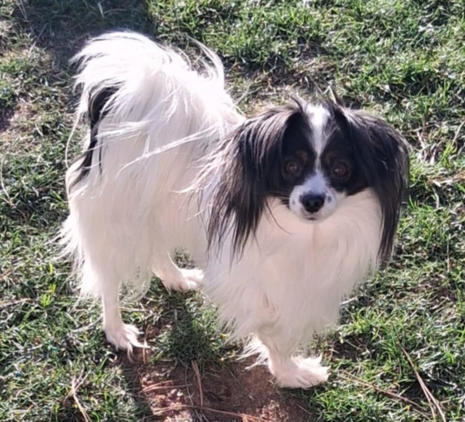 Malý kontinentální španel - papillon - phalene
