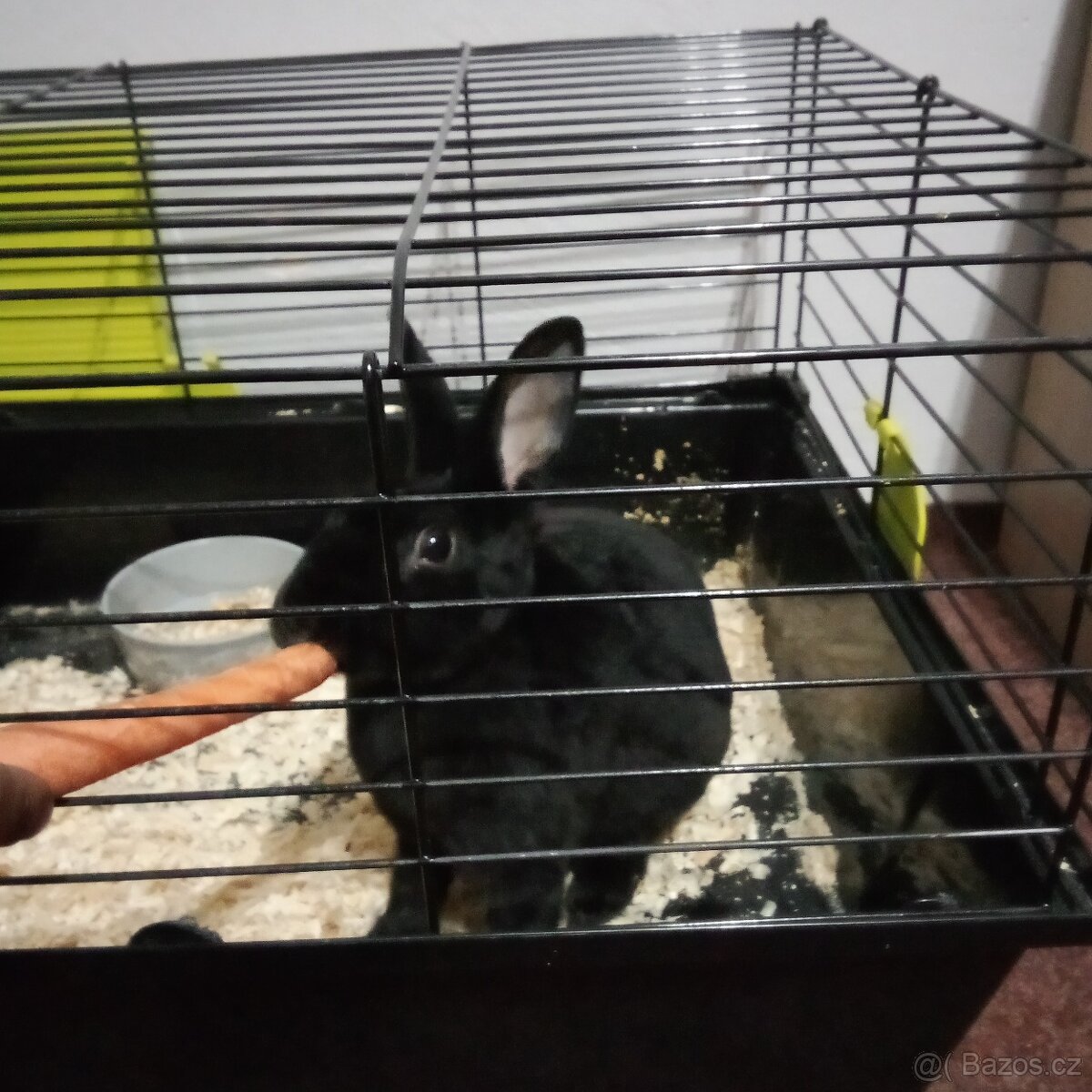 Zakrslý králíček