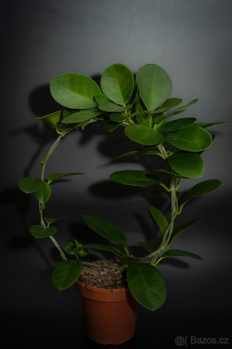 Hoya Australis
