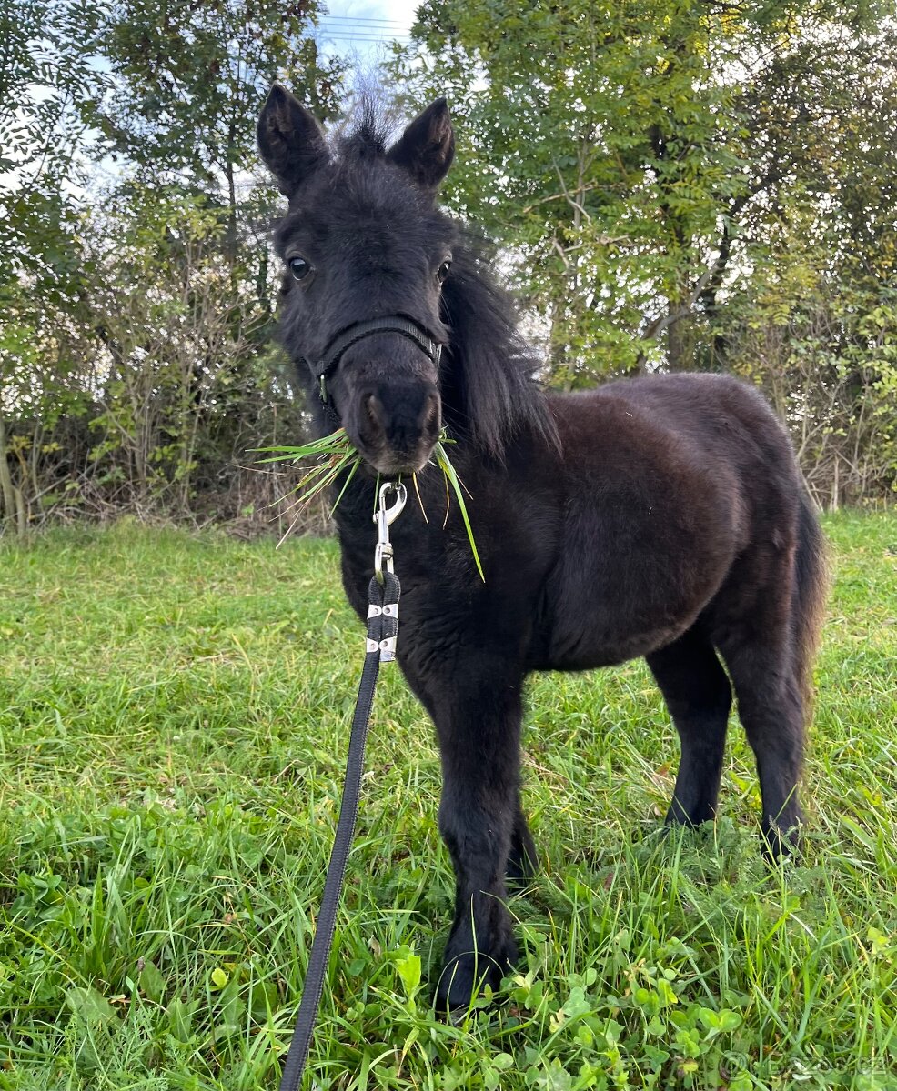 Minihorse hřebeček