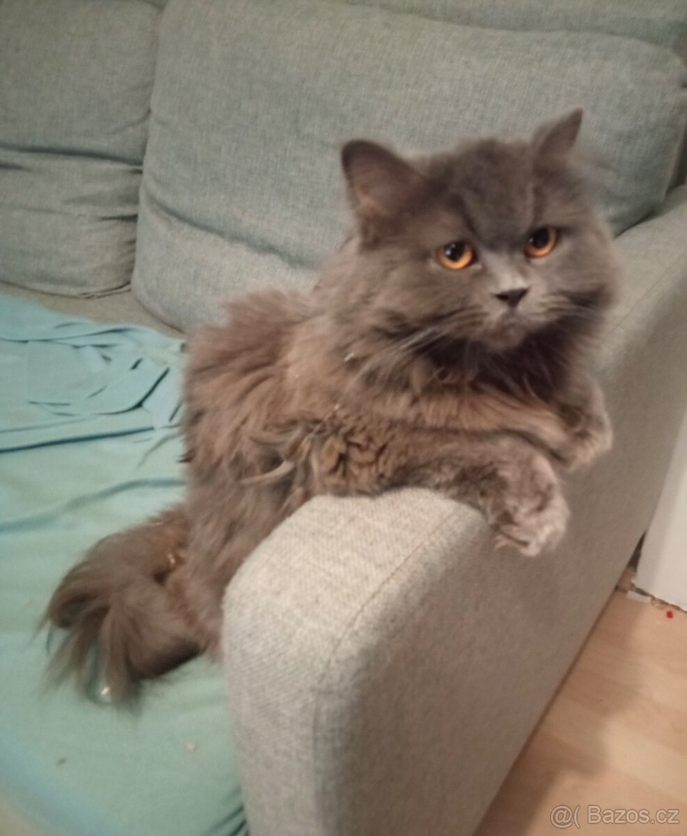 Daruji britskou kočku