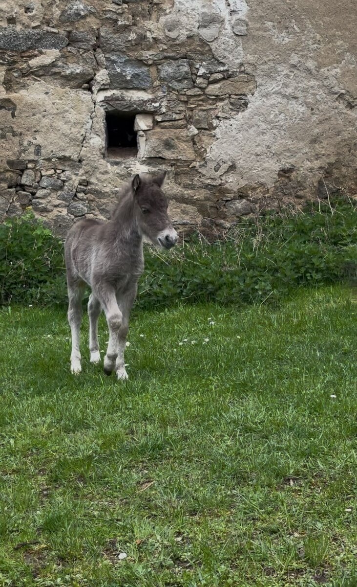 Minihorse - miniaturní kůň letošní hřebeček