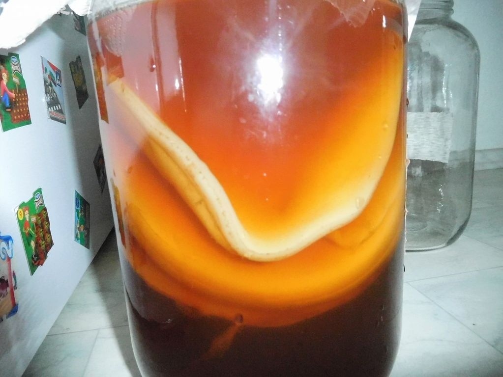 KOMBUCHA- ČAJOVÁ HOUBA NA LÉČIVÝ NÁPOJ