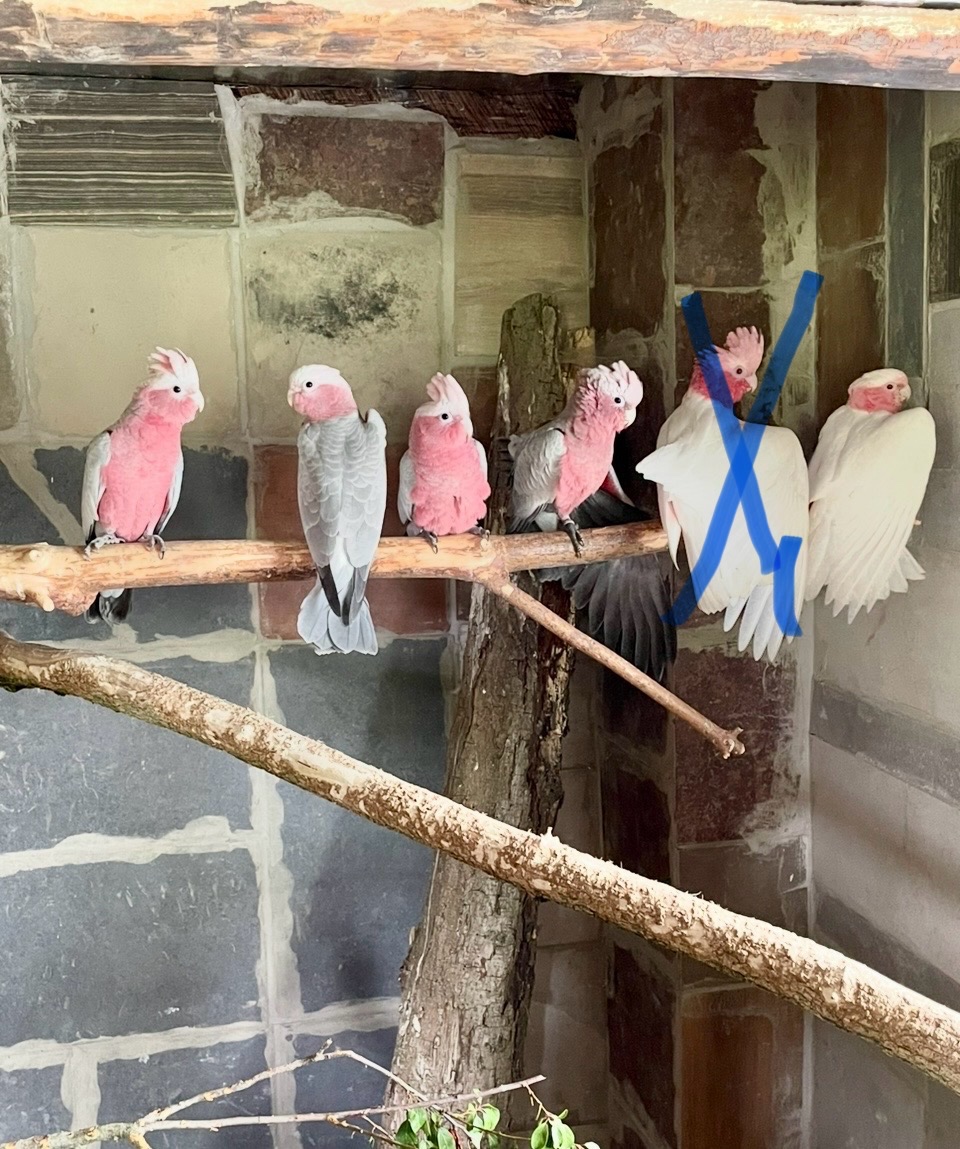 Kakadu růžový