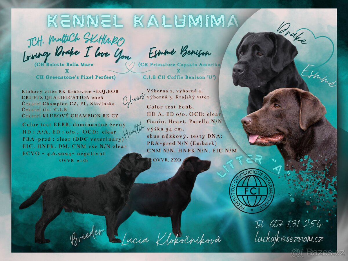 Štěňátka Labradorského retrievera s PP