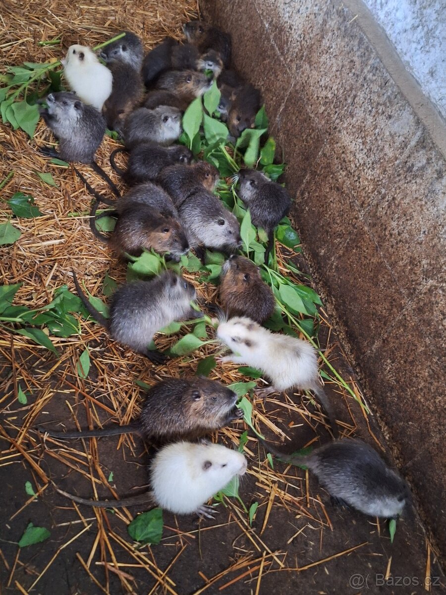Nutrie