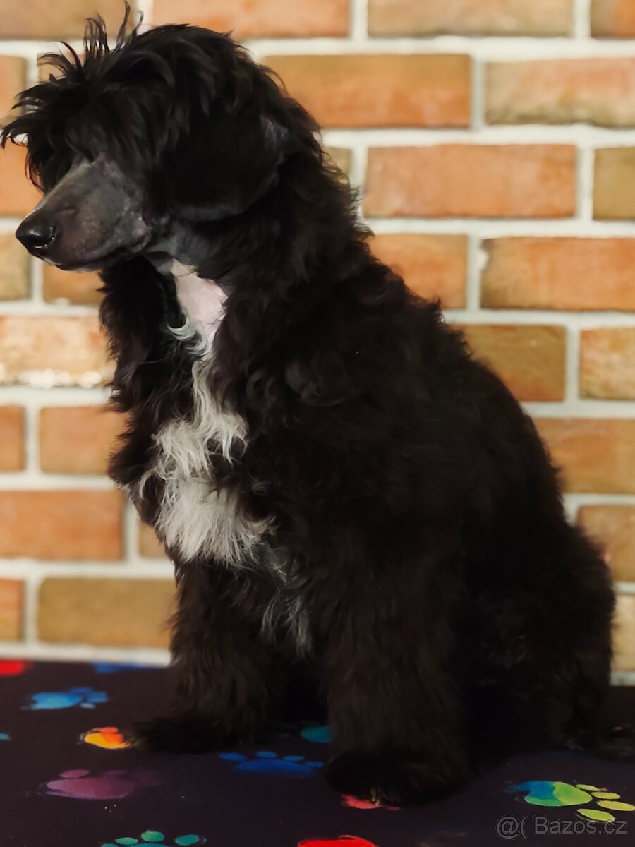 Čínský chocholatý pes, labutěnka