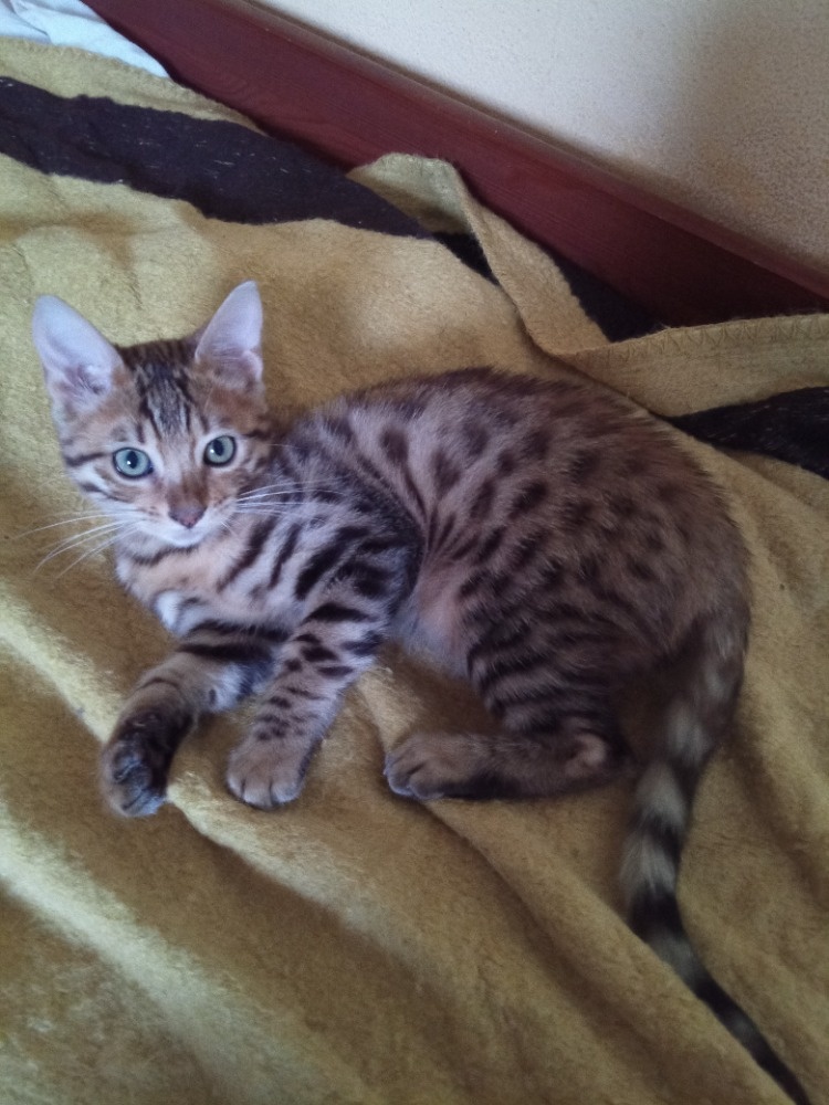 Bengálská kočička s PP