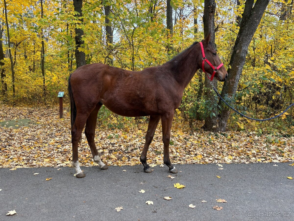 Roční hřebec A1/1 do dostihového provozu