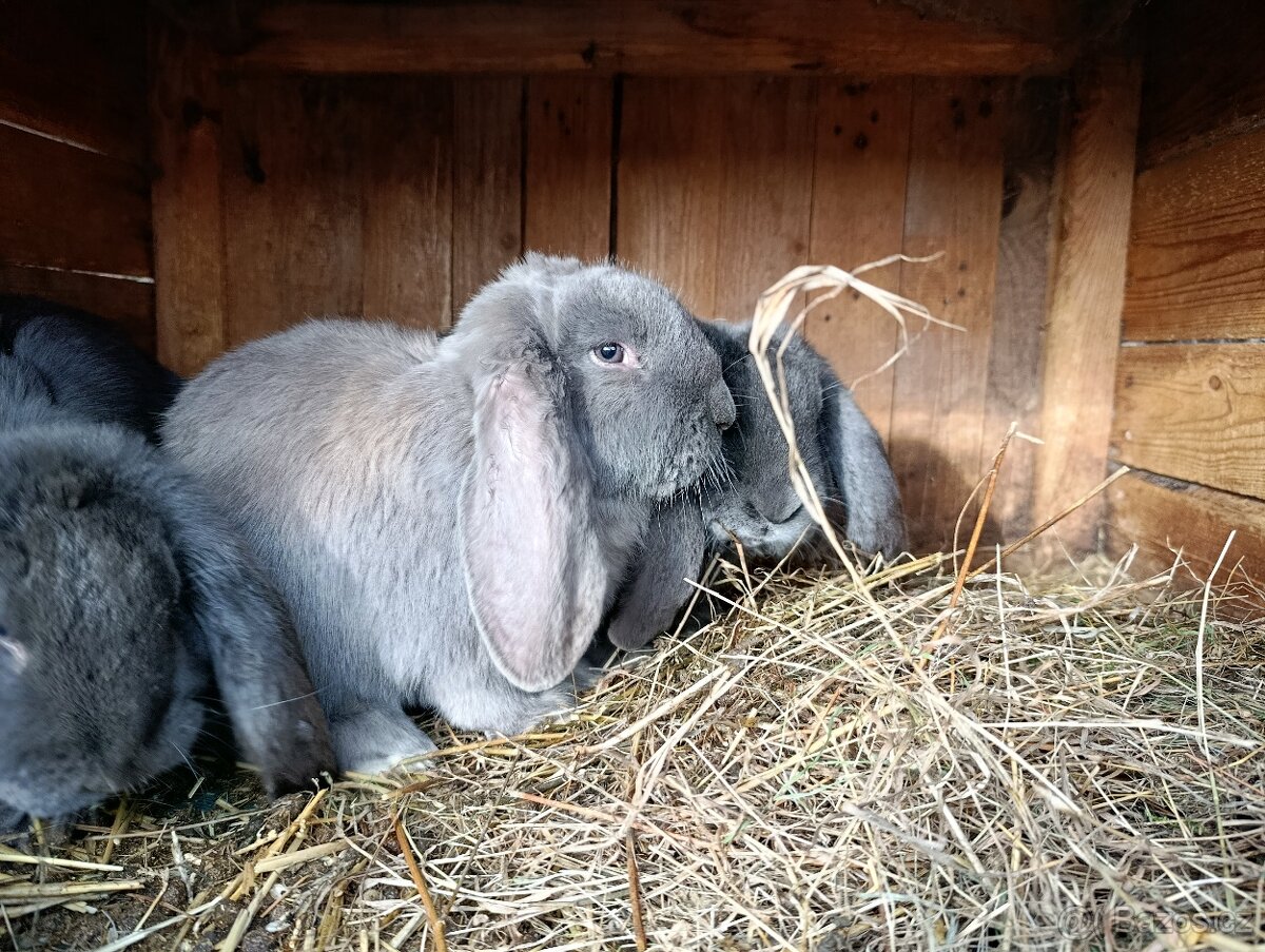 Francouzský beran modrý