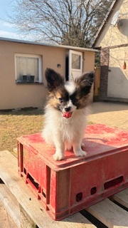 Papillon štěňátka s PP