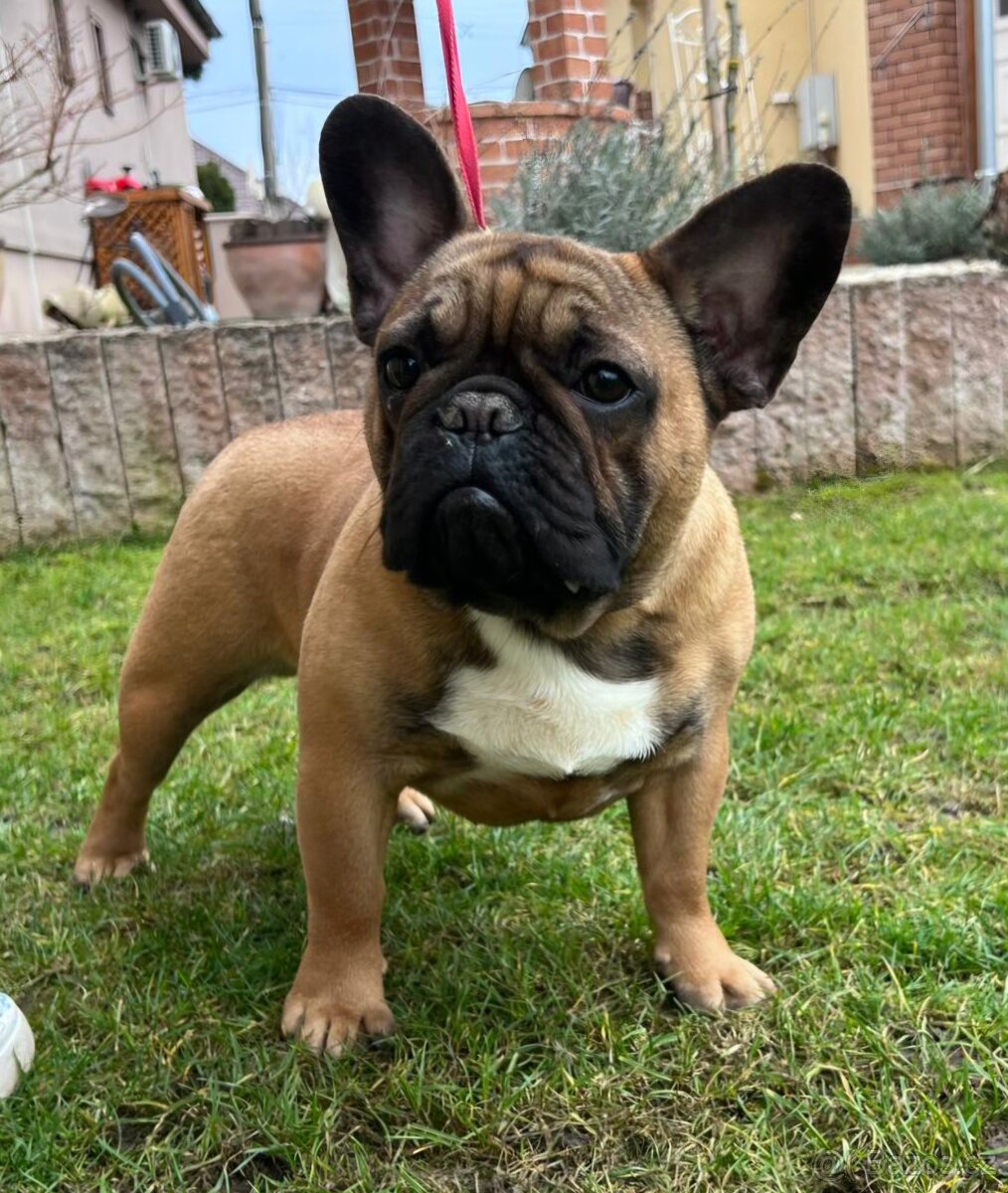 Francouzsky buldoček s PP - psík