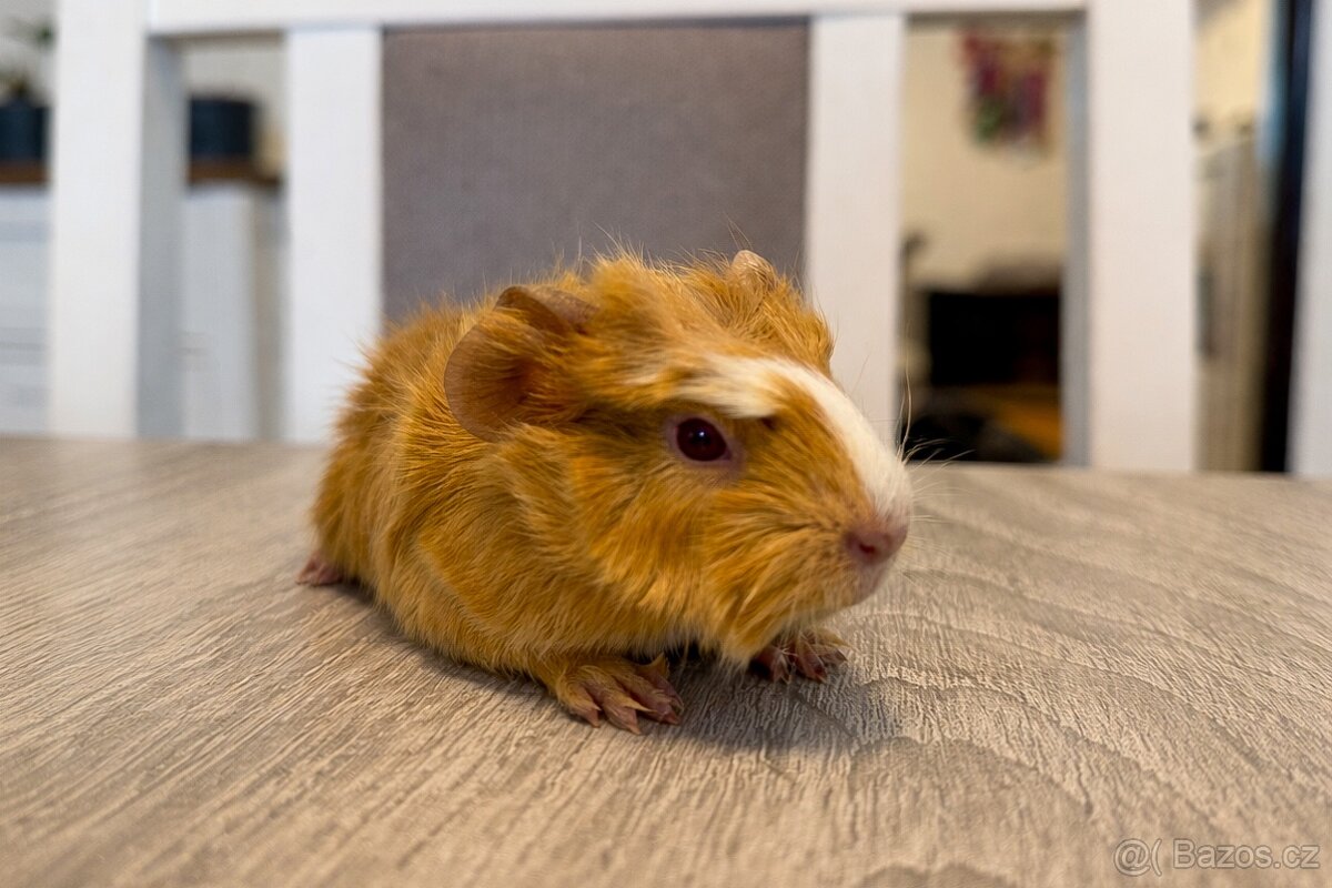 Sameček rozeta - morčátko