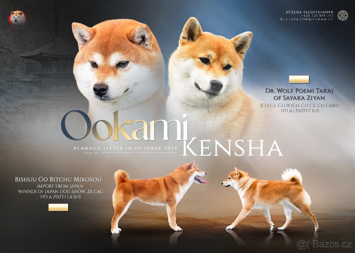 Shiba inu s PP