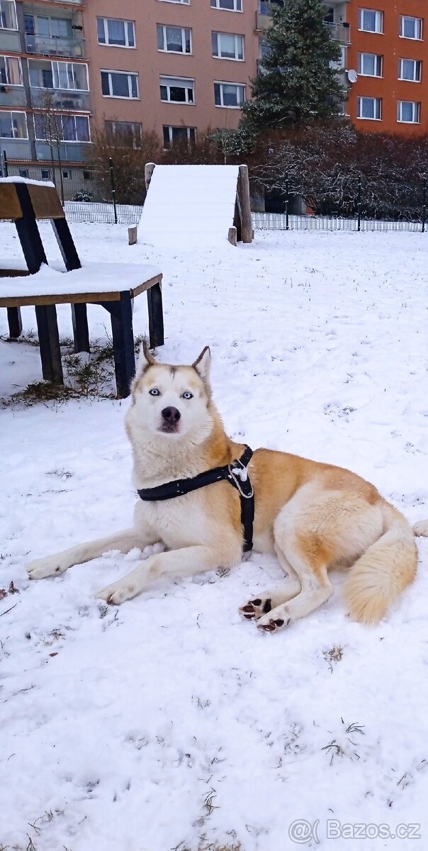 Zlato bílý Sibiřský Husky