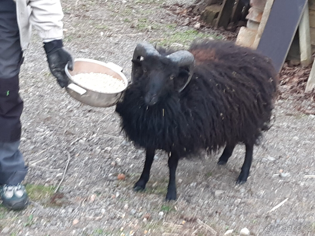 Ouessantská ovce - beran