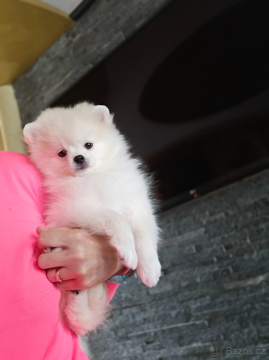 Pomeranian