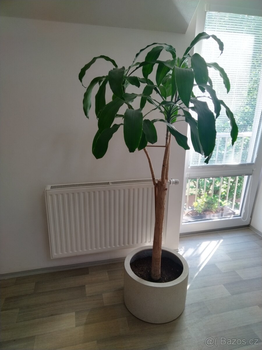 Dracena