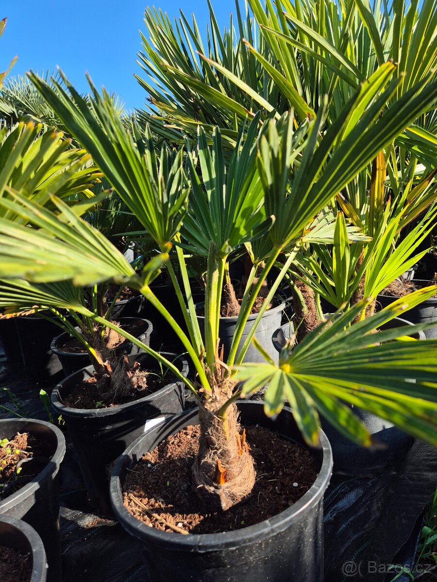 Palmy Trachycarpus