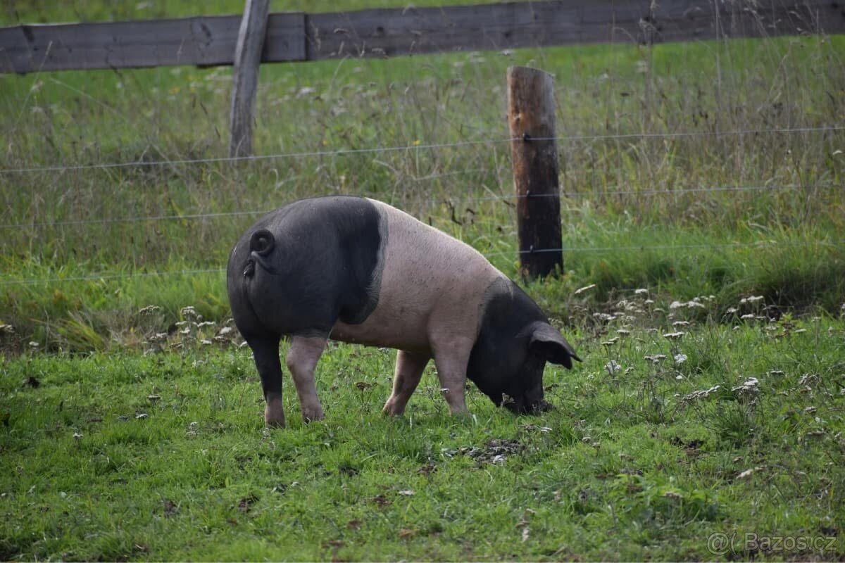 Vykrmená Přeštická prasata z volného chovu