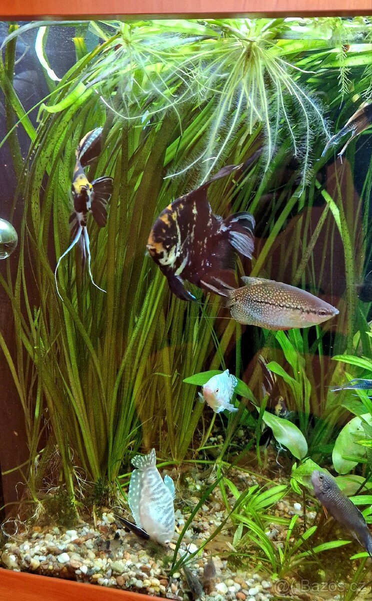 Akvarijní rostliny (V. gigantea, E. latifolius)