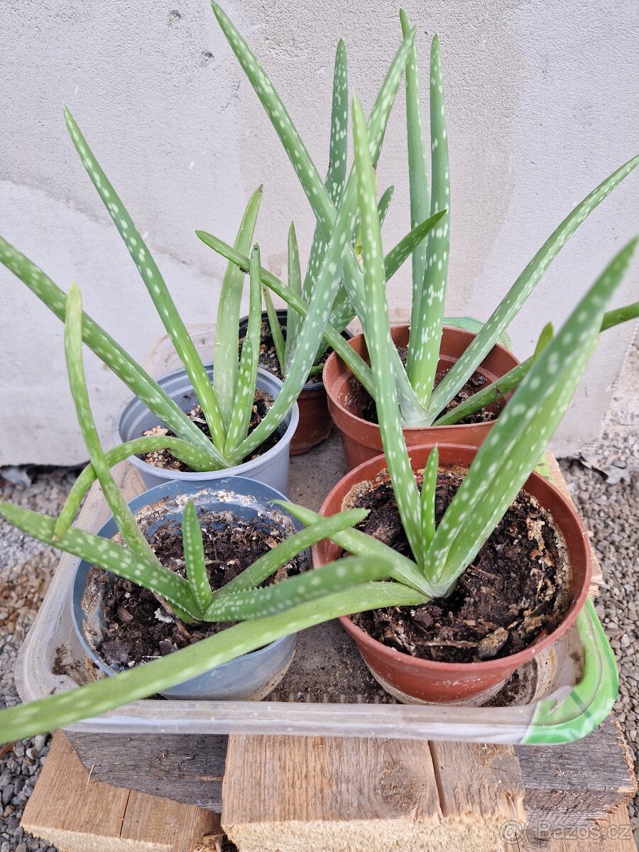 Aloe Vera