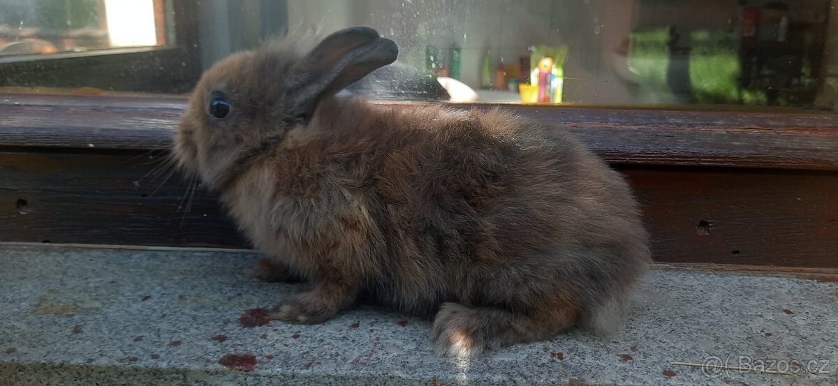 Zakrslý králík sameček