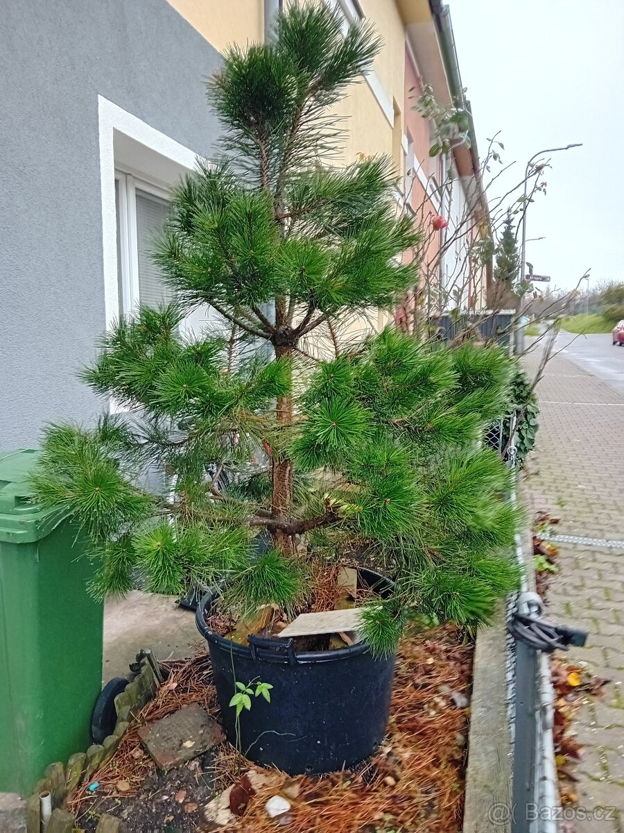 Vánoční stromeček