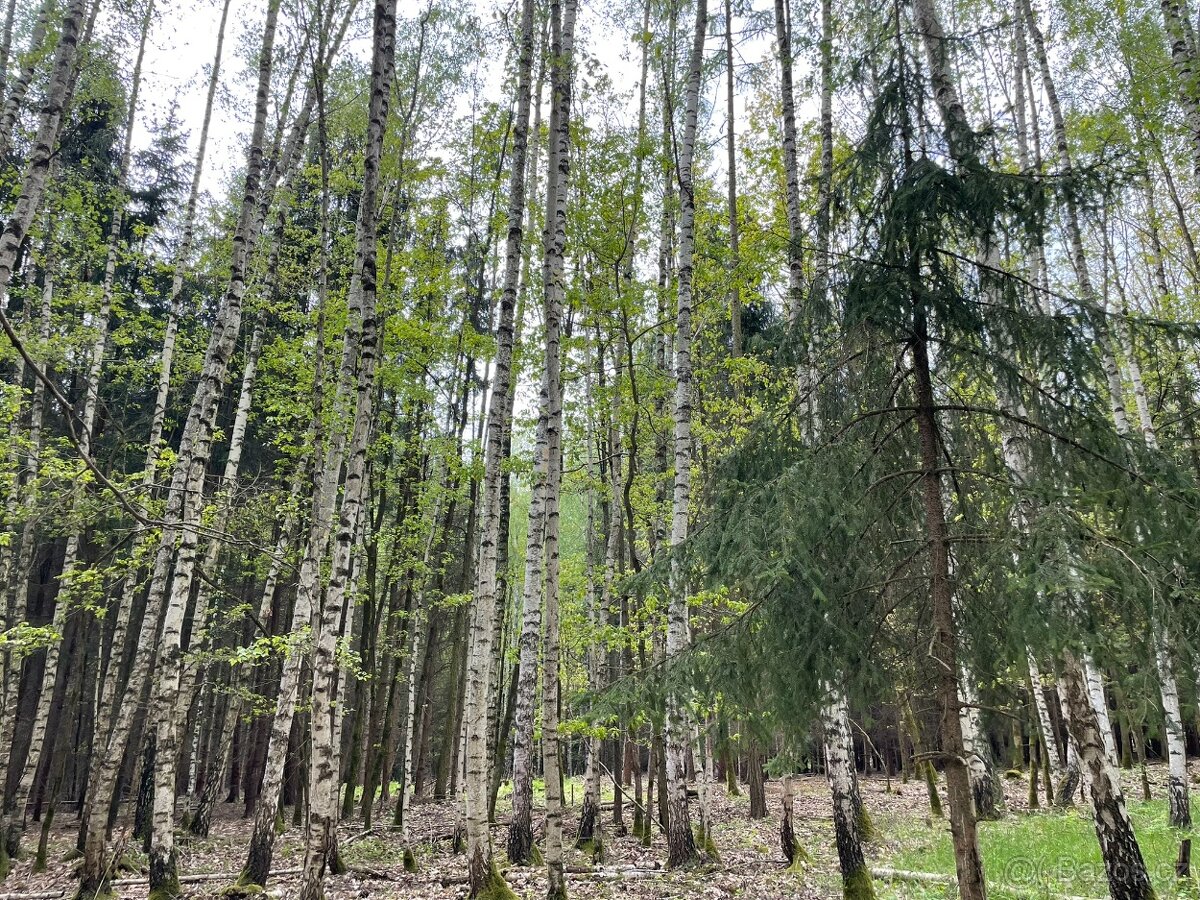 Lesní pozemek  4294m2 k.ú. Vilantice