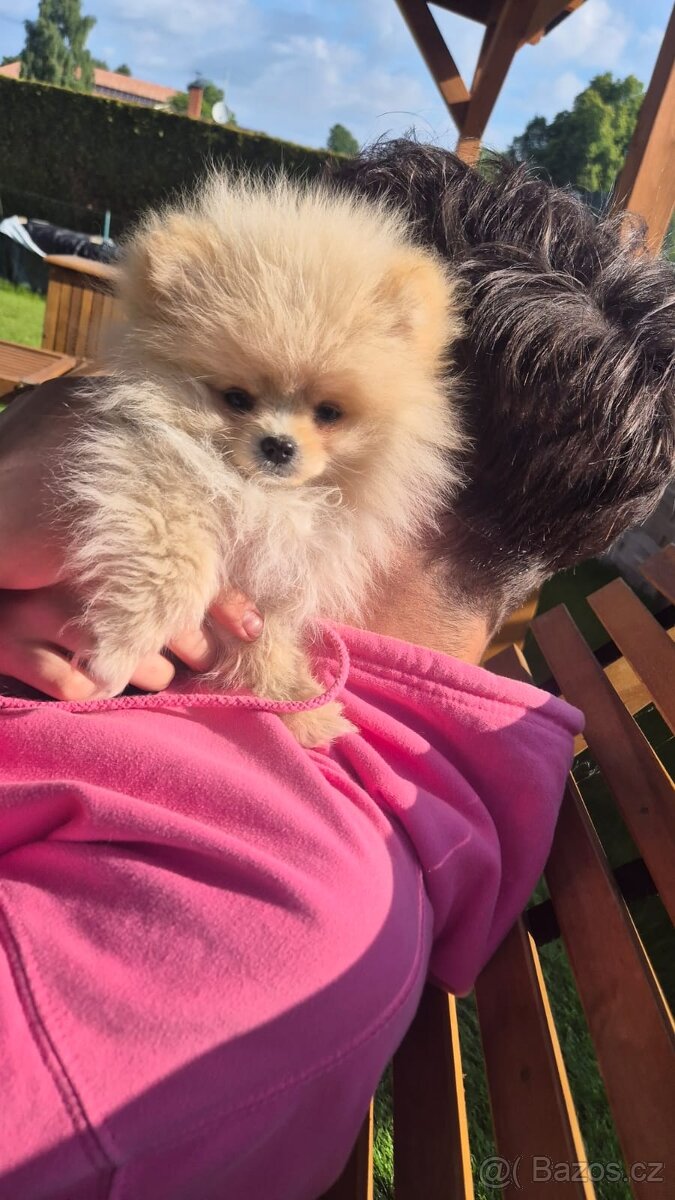 Pomeranian Creme - čistokrevný kluk