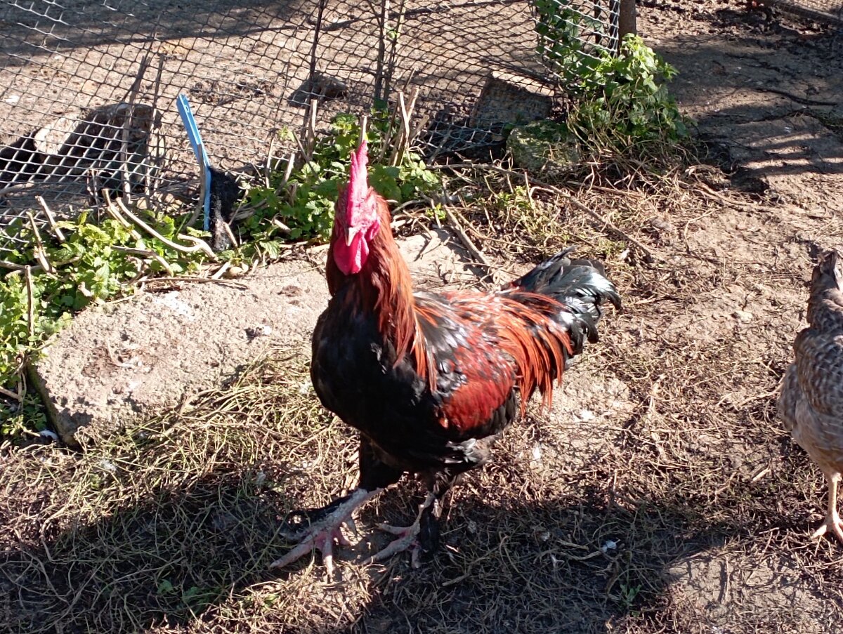 Kohouti marans Brno